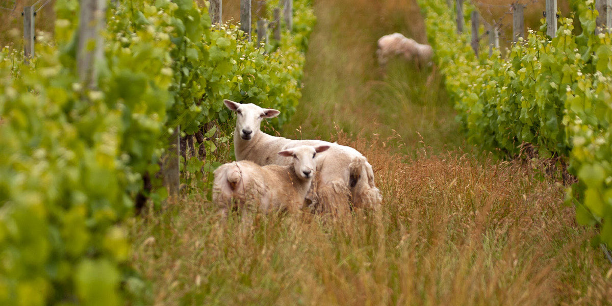 Biodynamic, Organic, Vegan, and Natural Wines