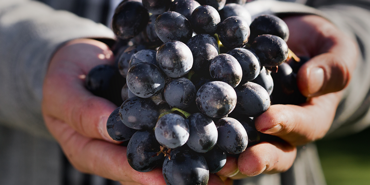 Introduction to Zinfandel