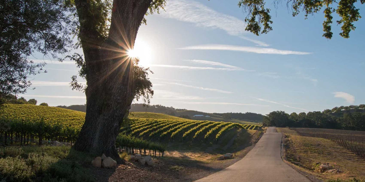 Discover the Best Wines of California