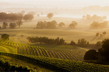 Basics of Winemaking