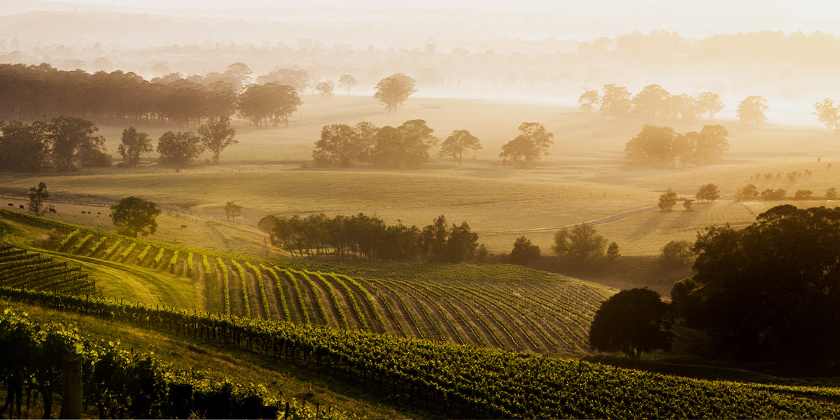 Basics of Winemaking