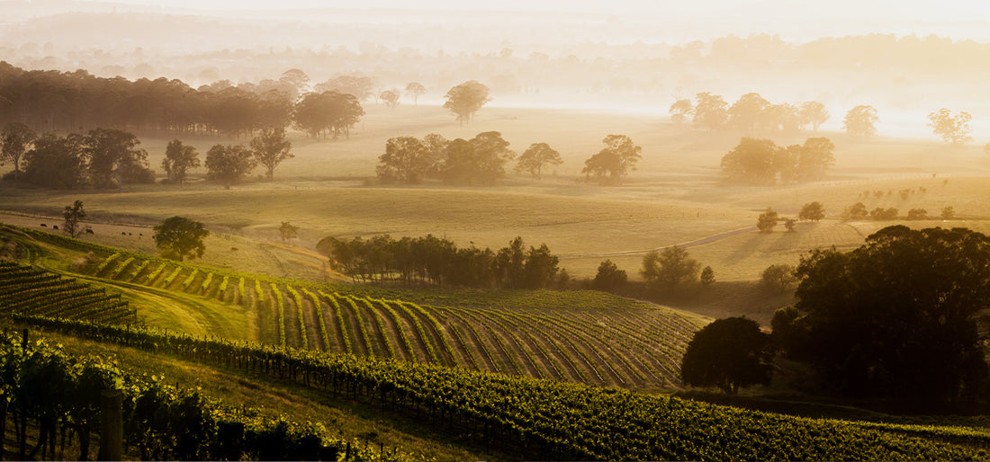 Basics of Winemaking