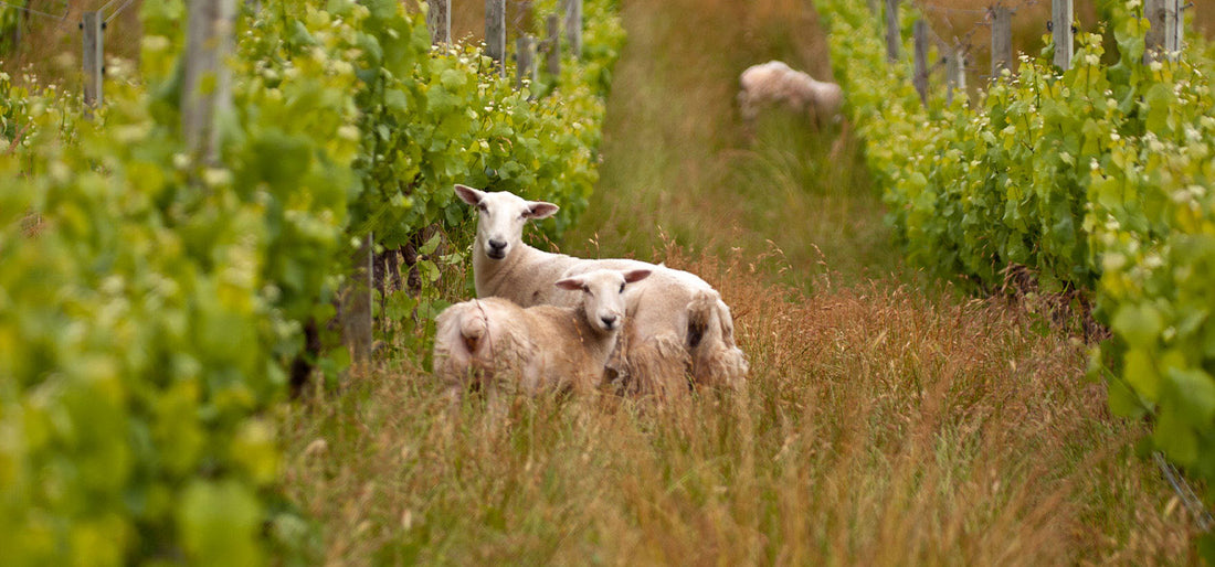 Biodynamic, Organic, Vegan, and Natural Wines