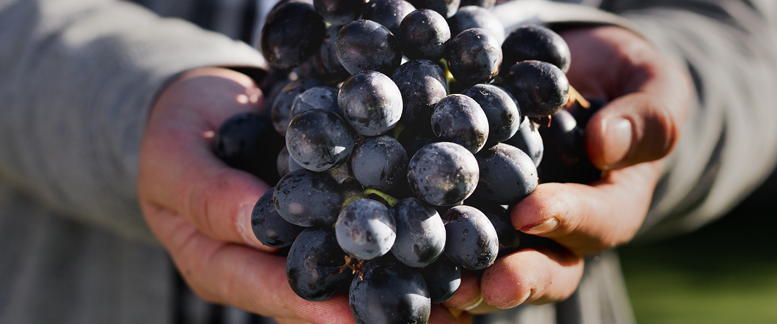 Introduction to Zinfandel – In Good Taste