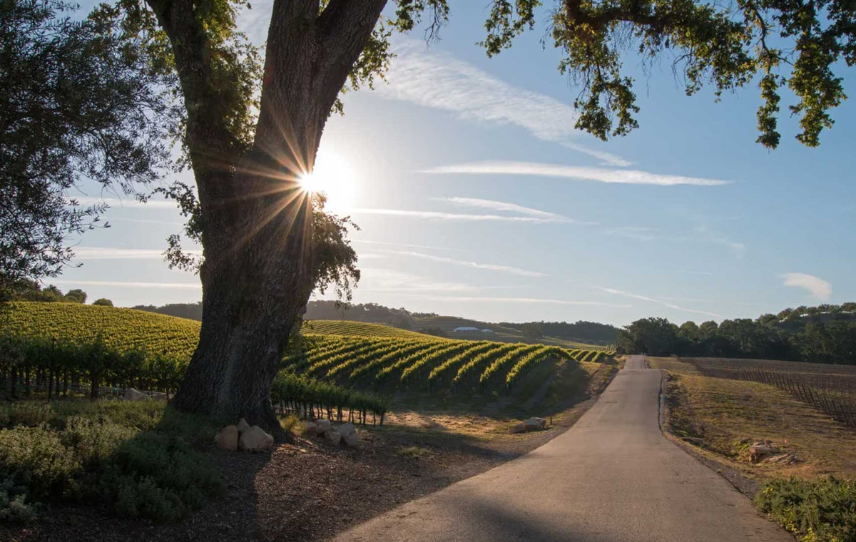 Discover the Best Wines of California