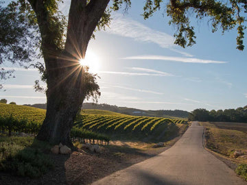 Discover the Best Wines of California