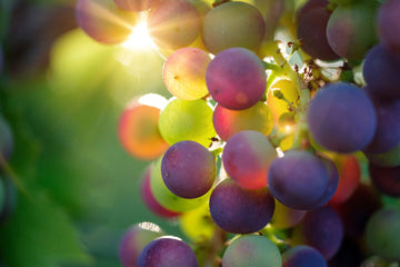 How to Sound Like a Wine Expert